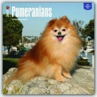 Pomeranians 2017 Calendar
