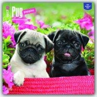 Pug Puppies 2017 Calendar