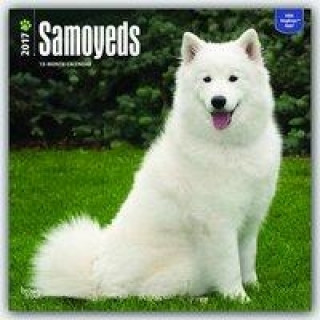 Samoyeds 2017 Calendar