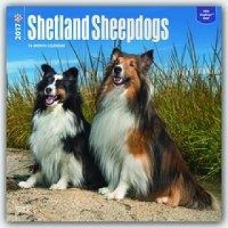 Shetland Sheepdogs 2017 Calendar