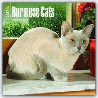 Burmese Cats 2017 Calendar