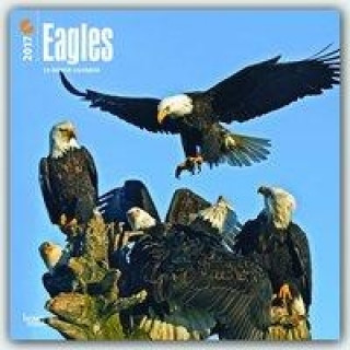 Eagles 2017 Calendar