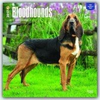 Bloodhounds 2017 Calendar