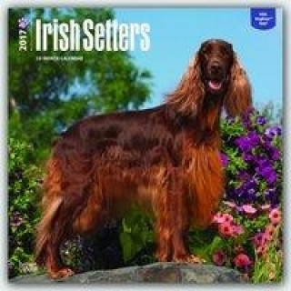 Irish Setters 2017 Calendar
