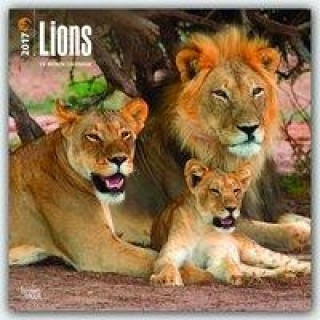 Lions 2017 Calendar