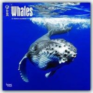 Whales 2017 Calendar