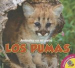 Los pumas / Cougars