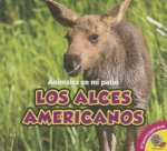 Los alces americanos / The Moose