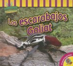 Los escarabajos Goliat / Goliath Beetles