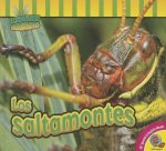 Los saltamontes / Grasshoppers