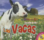 Las vacas / Cows