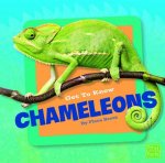 Get to Know Chameleons