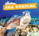 Sea Turtles