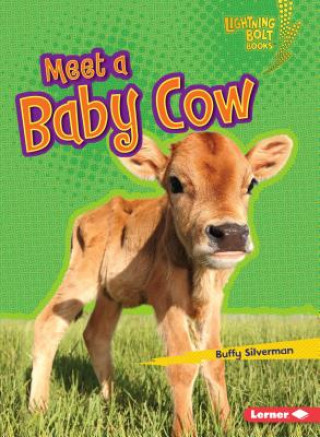 Meet a Baby Cow