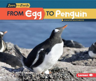 From Egg to Penguin