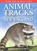 Animal Tracks of New England