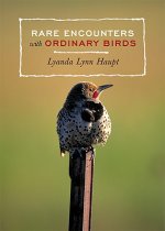 Rare Encounters With Ordinary Birds