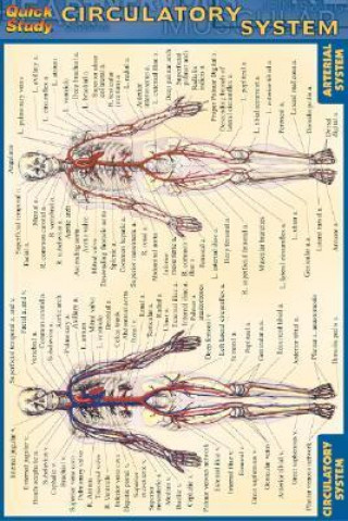 Circulatory System Reference Guide
