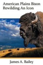 American Plains Bison