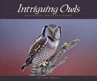 Intriguing Owls