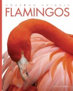 Flamingos