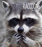 Raccoons