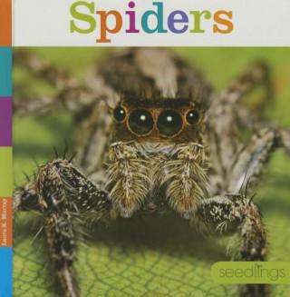 Spiders