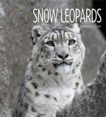 Snow Leopards