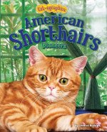 American Shorthairs