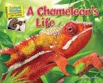 A Chameleon's Life