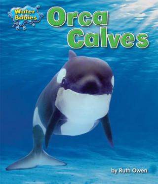 Orca Calves