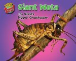 Giant Weta