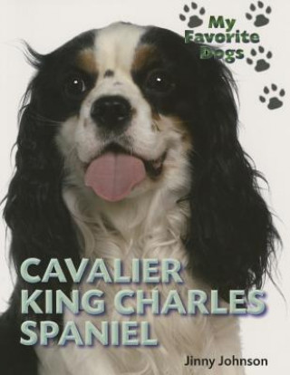 Cavalier King Charles Spaniel