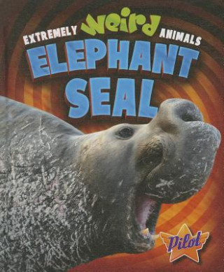 Elephant Seal