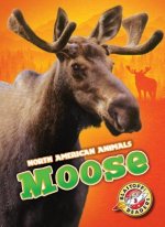 Moose