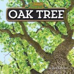 Oak Tree