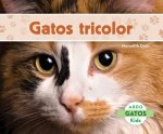 Gato Tricolor / Calico Cats