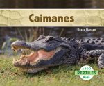 Caimanes / Alligators