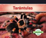 Tarantulas / Tarantula Spiders