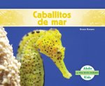 Caballitos de mar /Seahorses