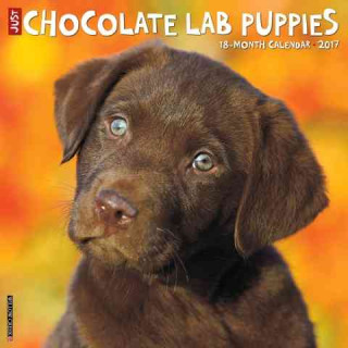 Just Chocolate Lab Puppies 2017 Calendar