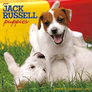 Just Jack Russell Puppies 2017 Calendar