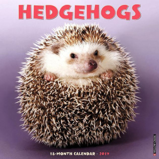 Hedgehogs 2017 Calendar