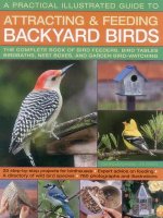 A Practical Illustrated Guide to Attracting & Feeding Backyard Birds