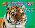 Siberian Tiger