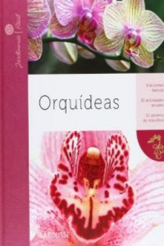 Orquídeas / Orchids