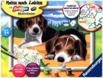Jack Russel Welpen. Malen nach Zahlen Serie D