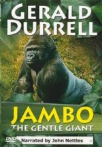 Jambo The Gentle Giant