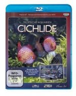 Tropische Aquarien - Cichlide