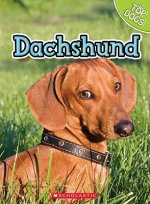 Dachshund